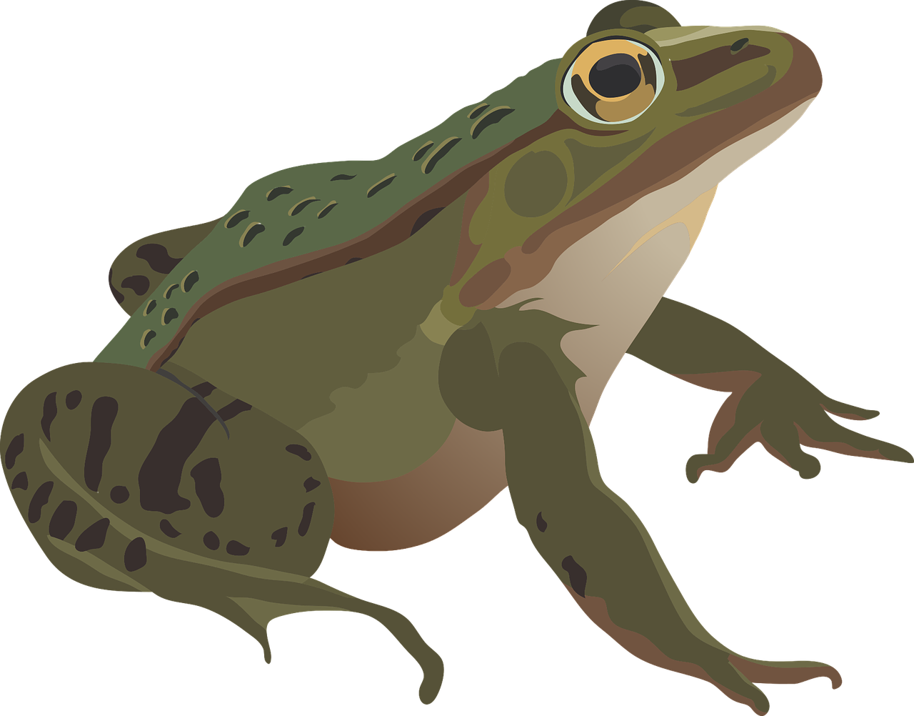 frog